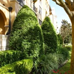 Yew Podocarpus Tree -Garden-Plants Podocarpus Yew 8 FGT