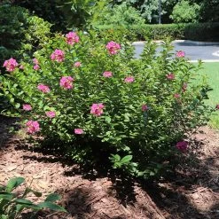Pocomoke Crape Myrtle -Garden-Plants Pokomoke 1