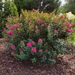 Pocomoke Crape Myrtle -Garden-Plants Pokomoke 3
