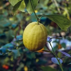 Ponderosa Lemon Bush -Garden-Plants Ponderosa Lemon 3
