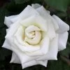 Pope John Paul II Rose Shrub 1 Pope John Paul II Rose Shrub -Garden-Plants Pope John Paul Rose FGT 600x600 0c0da3d4 5c1d 47bc 9e25 5c58543e2d88