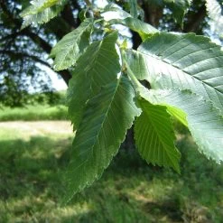 Prairie Expedition® Elm Tree -Garden-Plants Prairie Expedition Elm 2