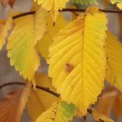 Prairie Expedition® Elm Tree -Garden-Plants Prairie Expedition Elm 3