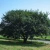 Prairie Expedition® Elm Tree 2 Prairie Expedition® Elm Tree -Garden-Plants Prairie Expedition Elm FGT 600x600 c746e7fe 4ee2 4b9c ba34 fb285d23b7a7