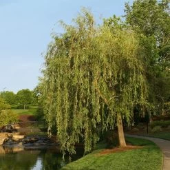 Prairie Cascade Weeping Willow