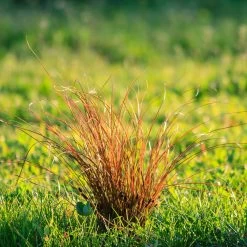 Prairie Fire Sedge -Garden-Plants Prarie Fire Sedge 5 FGT