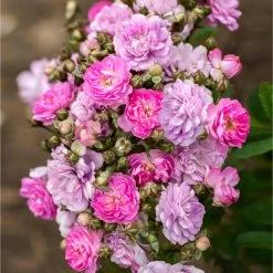 Pretty Polly® Lavender Rose -Garden-Plants Pretty Polly Lavender 1 FGT