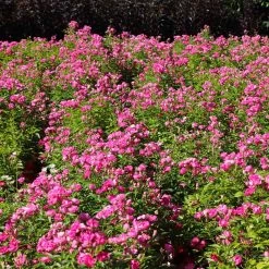 Pretty Polly® Pink Rose -Garden-Plants Pretty Polly Pink 1 FGT