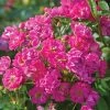 Pretty Polly® Pink Rose 2 Pretty Polly® Pink Rose -Garden-Plants Pretty Polly Pink FGT 600x600 2e87813e 8fe6 40f5 8923 a7daf0c3429b