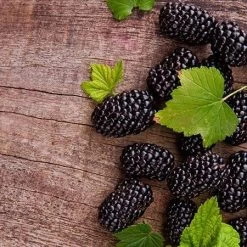 Prime Ark Freedom Blackberry - USDA Organic -Garden-Plants Prime Ark Freedom Blackberries 450w d5286eb3 bcc5 4d9f baed f30b1d6d3dee