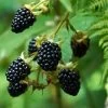 Prime Ark Freedom Blackberry - USDA Organic -Garden-Plants Prime Ark Freedom Blackberry bush 350w 9cbf9bb2 77d7 4a3f b9a4 c7f5fe216d50