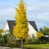 Princeton Sentry™ Columnar Ginkgo Tree -Garden-Plants Princeton Sentry Ginkgo Tree 600x600 fc9f7916 3ff4 4782 aed0 0cca999aa227
