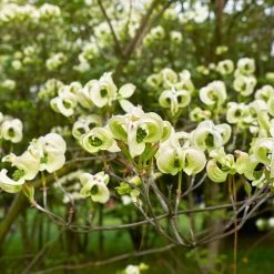 Mexican Flowering Dogwood Tree 8 Mexican Flowering Dogwood Tree -Garden-Plants Pringle Mexican Dogwood 1