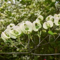 Mexican Flowering Dogwood Tree 9 Mexican Flowering Dogwood Tree -Garden-Plants Pringle Mexican Dogwood 2