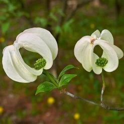 Mexican Flowering Dogwood Tree 7 Mexican Flowering Dogwood Tree -Garden-Plants Pringle Mexican Dogwood 3