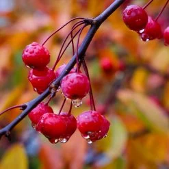 Profusion Crabapple Tree -Garden-Plants Profussion Crabapple 6