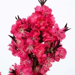 Ruby Ruffle™ Patio Peach Tree -Garden-Plants Prunus RubyRuffles 2