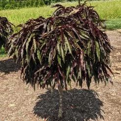 Ruby Ruffle™ Patio Peach Tree -Garden-Plants Prunus RubyRuffles 3