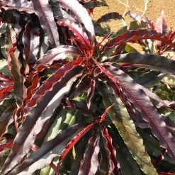 Ruby Ruffle™ Patio Peach Tree -Garden-Plants Prunus RubyRuffles 6