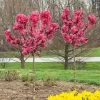 Ruby Ruffle™ Patio Peach Tree -Garden-Plants Prunus RubyRuffles FGT 600x600 1744e450 9ff5 4e97 b1f2 8420542c2512