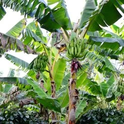 Puerto Rican Plantain Banana Tree -Garden-Plants Puerto Rican Plantain Banana Tree 10