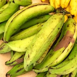 Puerto Rican Plantain Banana Tree -Garden-Plants Puerto Rican Plantain Banana Tree 7