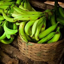 Puerto Rican Plantain Banana Tree -Garden-Plants Puerto Rican Plantain Banana Tree 9