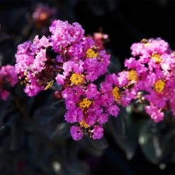 Black Diamond® Crape Myrtle - Purely Purple™ -Garden-Plants Purely Purple 1