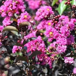 Black Diamond® Crape Myrtle - Purely Purple™ -Garden-Plants Purely Purple 4