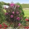 Black Diamond® Crape Myrtle - Purely Purple™ -Garden-Plants Purely Purple 600x600 f4511df5 e7fb 4130 8f9c 95337f568af6