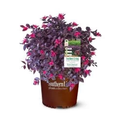 Purple Daydream® Dwarf Loropetalum -Garden-Plants Purple Daydream Loropetalum 2
