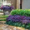 Purple Daydream® Dwarf Loropetalum -Garden-Plants Purple Daydream Loropetalum 600x600 061f5af2 6b18 4a1f b19a 1dbdb38c29c7