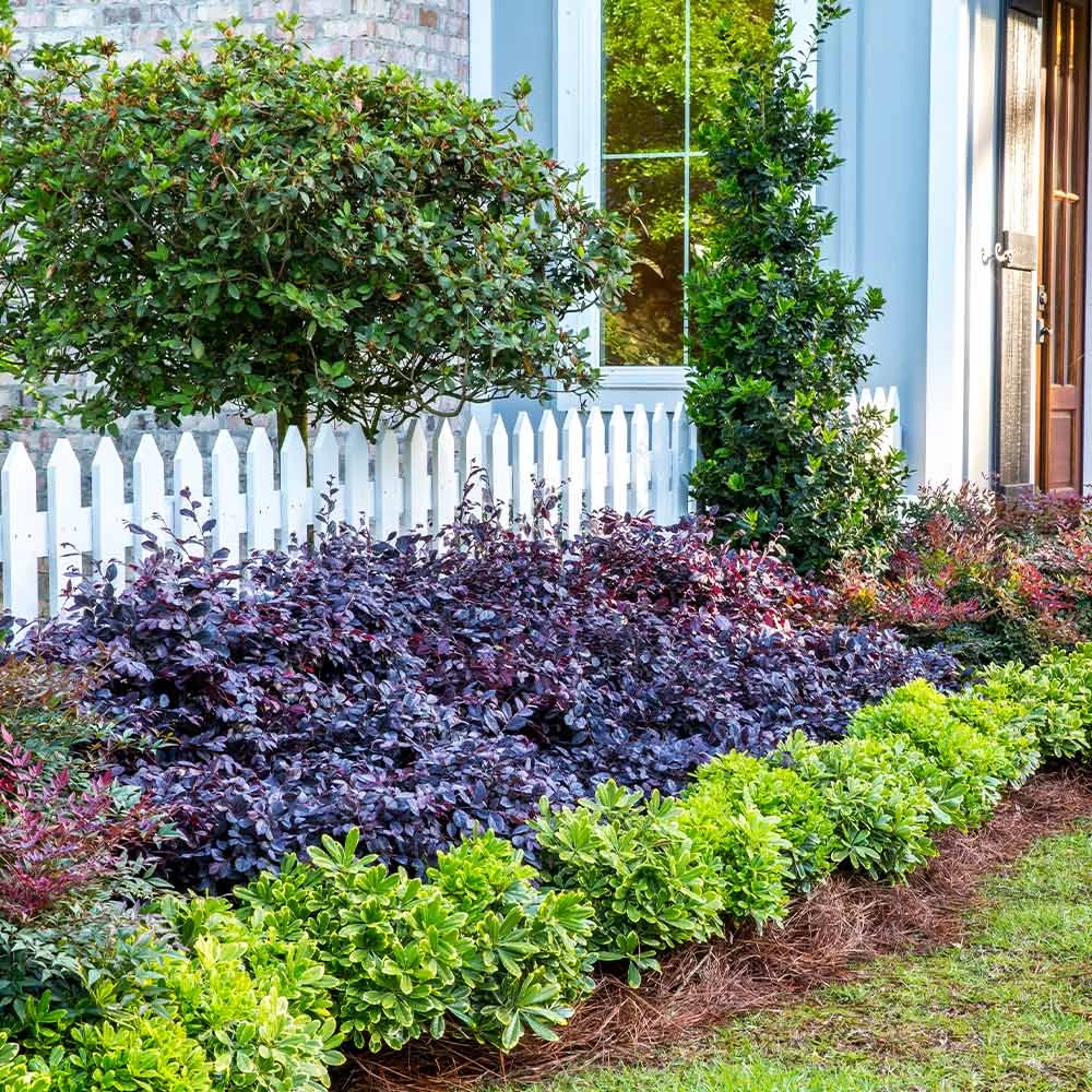 Purple Diamond® Semi-Dwarf Loropetalum 4 Purple Diamond® Semi-Dwarf Loropetalum - Image 2