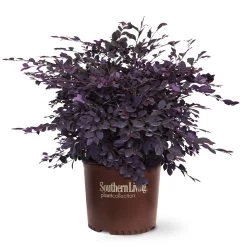 Purple Diamond® Semi-Dwarf Loropetalum 12 Purple Diamond® Semi-Dwarf Loropetalum -Garden-Plants Purple Diamond loropetalum 6