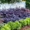 Purple Diamond® Semi-Dwarf Loropetalum -Garden-Plants Purple Diamond loropetalum 600x600 1be3645b 5366 4d1f 9a42 e97a722e7329