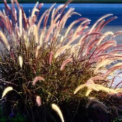 Purple Fountain Grass -Garden-Plants Purple Fountain Grass 2