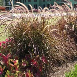 Purple Fountain Grass -Garden-Plants Purple Fountain Grass 4 FGT