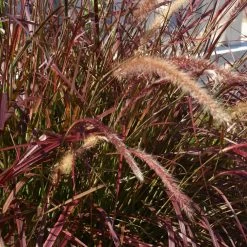 Purple Fountain Grass -Garden-Plants Purple Fountain Grass 5