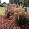 Purple Fountain Grass 2 Purple Fountain Grass -Garden-Plants Purple Fountain Grass FGT 600x600jpg