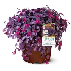 Purple Pixie® Dwarf Weeping Loropetalum -Garden-Plants Purple Pixoe Loropetalum 3