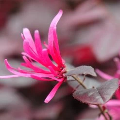 Purple Pixie® Dwarf Weeping Loropetalum -Garden-Plants Purple Pixoe Loropetalum 4