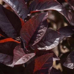 Purple Plunge Weeping Plum Tree -Garden-Plants Purple Plunge 9