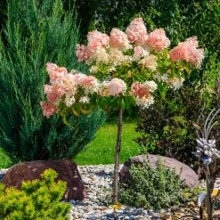 Quick Fire® Hydrangea Tree -Garden-Plants QyuickFire Hydrangea 1
