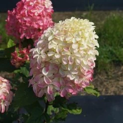 Quick Fire® Hydrangea Tree -Garden-Plants QyuickFire Hydrangea 2