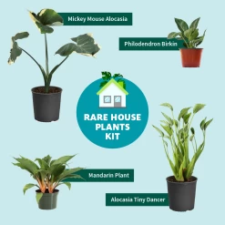 Birkin Philodendron Plant -Garden-Plants Rare House Plant Kit Graphic 49611913 b4fa 4cb6 bc91 f911f5a17904