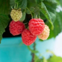Bushel And Berry® Raspberry Shortcake® Bush 10 Bushel And Berry® Raspberry Shortcake® Bush -Garden-Plants Raspberry Shortcake 1