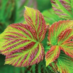 Bushel And Berry® Raspberry Shortcake® Bush 9 Bushel And Berry® Raspberry Shortcake® Bush -Garden-Plants Raspberry Shortcake 4