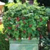 Bushel And Berry® Raspberry Shortcake® Bush 2 Bushel And Berry® Raspberry Shortcake® Bush -Garden-Plants Raspberry Shortcake FGT 600x600 edb63ed1 c16d 4d68 b722 da3bd8e6cc21
