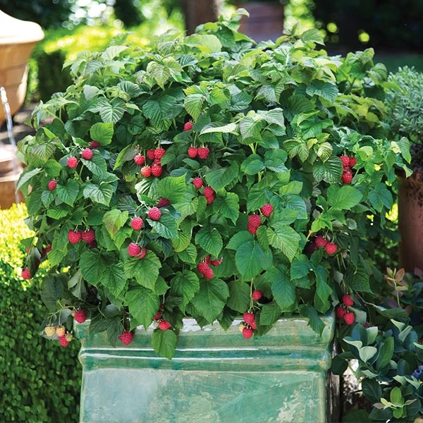 Bushel And Berry® Raspberry Shortcake® Bush 3 Bushel And Berry® Raspberry Shortcake® Bush