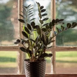 Raven ZZ Plant -Garden-Plants Raven ZZ 1